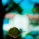 Illustration for article titled Shooting Challenge Fall Leaves Gallery 9